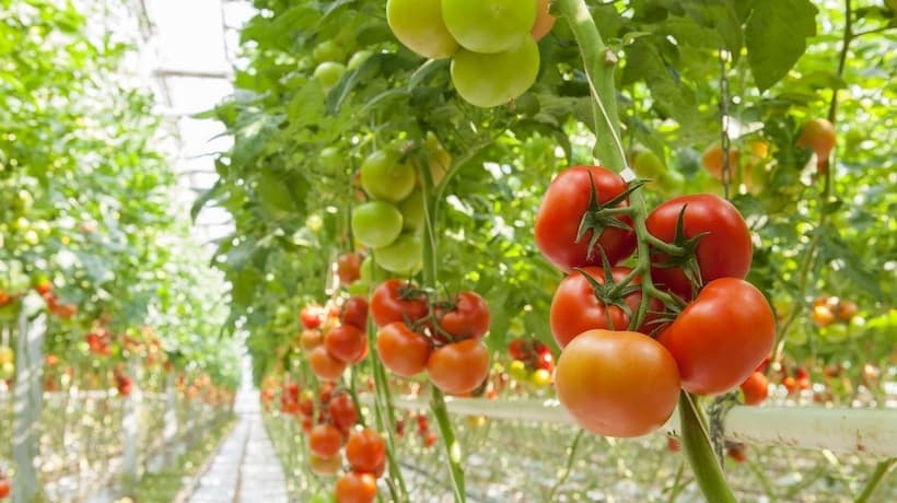 Greenhouse Smart Application Project  that Reduces Waste and Improves  Workforce Efficiency at Farms in Spain